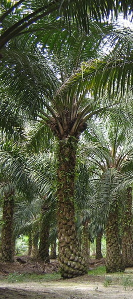 The African oil palm (Elaeis guineensis)