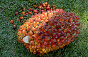 African oil palm fresh fruit bunch © New Britain Palm Oil