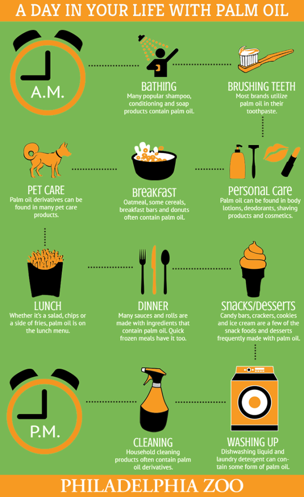 Palm oil infographics