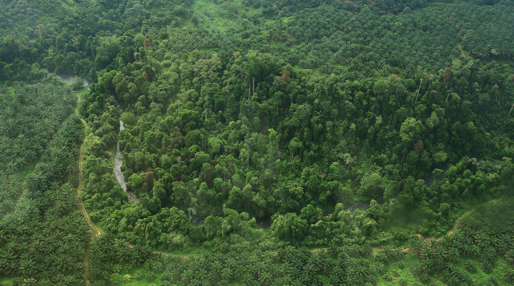 KSI Sumatra High Conservation Value forest corridor in an Indonesian oil palm landscape © Calley Beamish