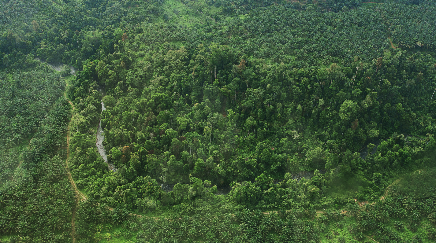 KSI Sumatra High Conservation Value forest corridor in an Indonesian oil palm landscape © Calley Beamish