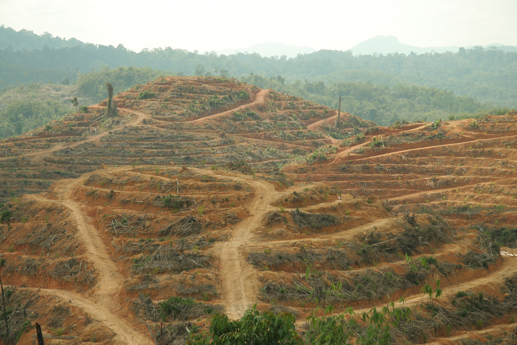 deforestation by Wakx