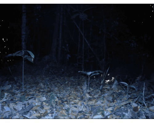 Camera trap images of a forest fire in Berbak National Park, Indonesia