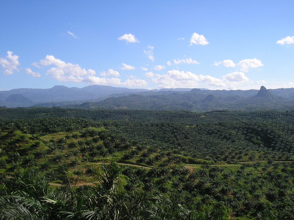 Oil palm plantation in Cigudeg by Achmad Rabin Taim from Jakarta, Indonesia