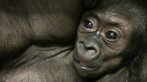 The endangered Western lowland gorilla (Gorilla gorilla gorilla) © ZSL