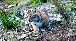 The critically endangered Sumatran tiger (Panthera tigris sumatrae) at ZSL London Zoo © ZSL
