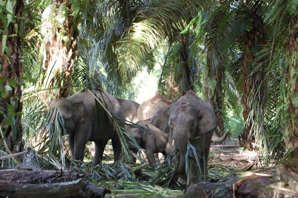 Bornean Elephants (Elephas maximus borneensis) feeding in an oil palm plantation © Nurzahafarina Othman/Mongabay