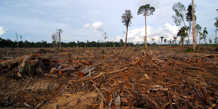 Deforestation in Malaysia ©Heriyadi Asyari/Geir Erichsrud/Regnskogfondet