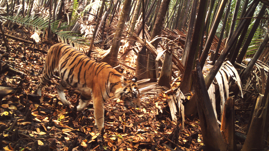 ZSL is working with palm oil companies to protect the critically endangered Sumatran tiger (Panthera tigris sumatrae)