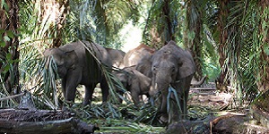 elephants 300 by 150