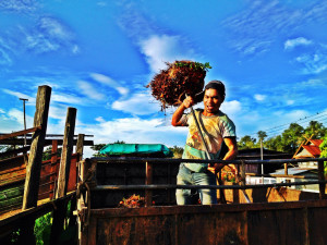 A worker unloading palm oil fruit, Malaysia © Pison Jaujip 